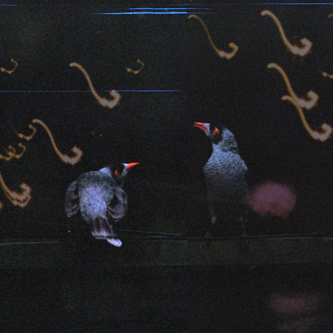 Birds double exposure